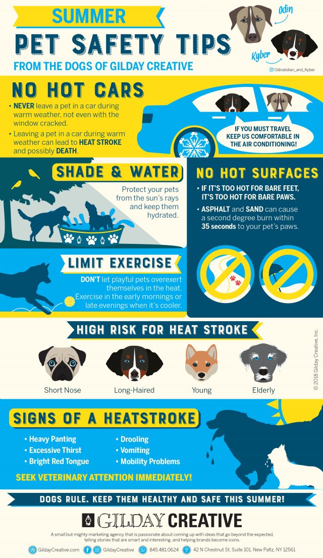 Summer pet safety infographic